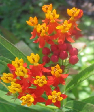 PlantaAsclepias.jpg